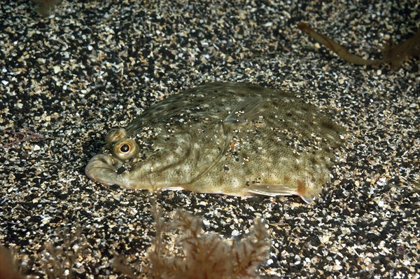 European european plaice