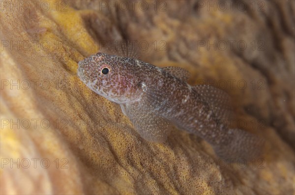 Barrel-sponge Ghostgoby