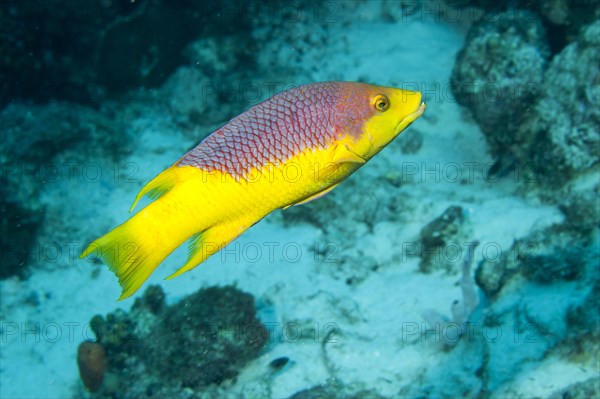 Spanish hogfish