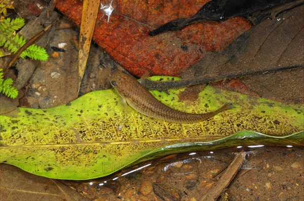 Adult Harts Rivulus