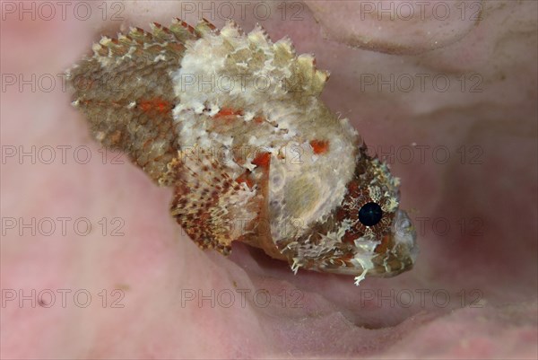 Scorpionfish