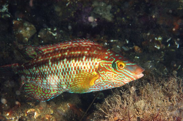 Corkwing corkwing wrasse