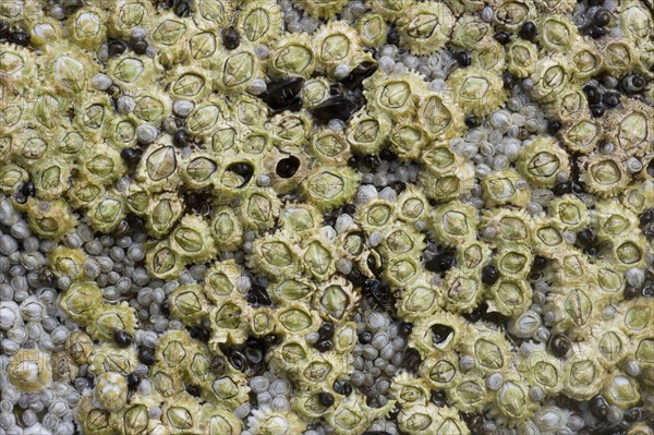 Acorn Barnacle