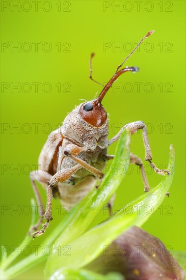 Chestnut Weevil