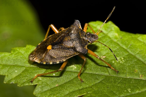 Red-legged tree bug