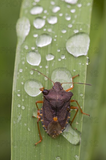 Red-legged tree bug