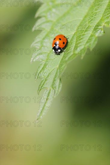 Seven-spot Ladybird