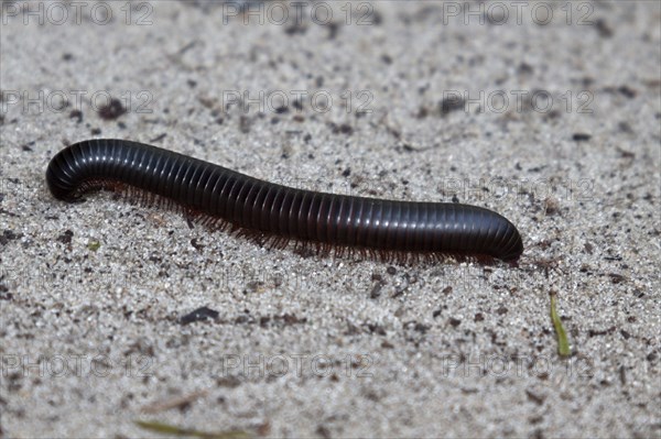 Millipedes