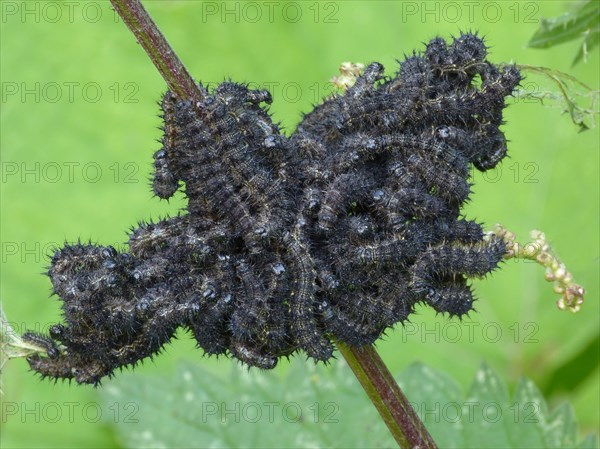 Small small tortoiseshell