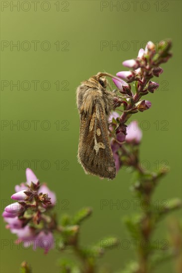 Antler moth