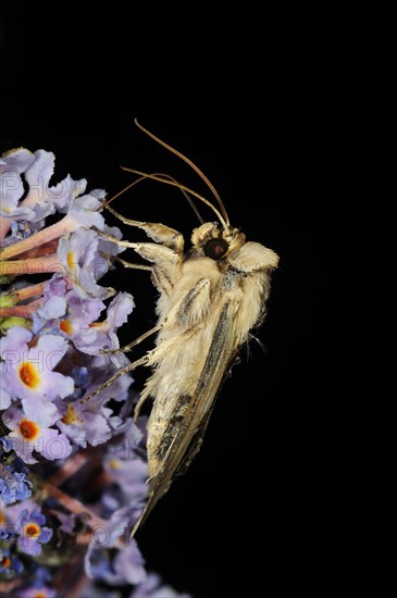 Mullein Moth