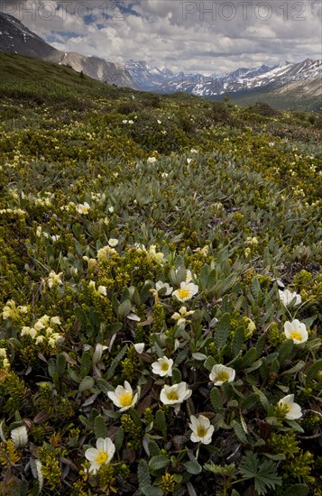 Mountain Avens