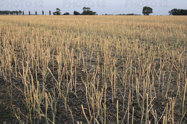 Oilseed Rape