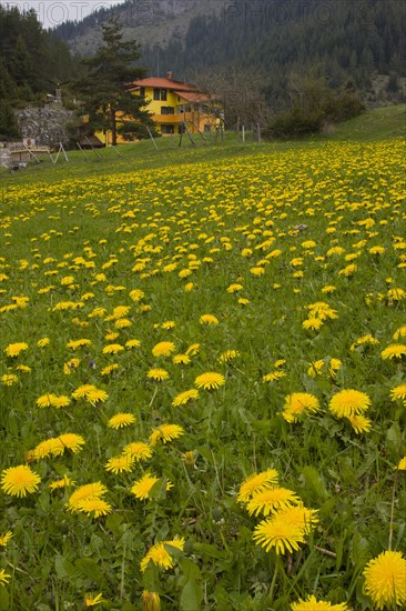 Common Dandelion