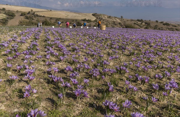 Harvest of saffron crocus