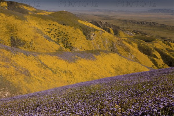 View of measures of wildflowers