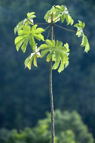 Ant tree