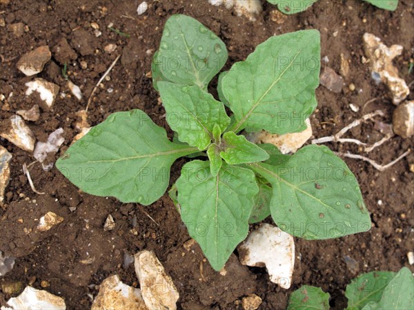 European black nightshade