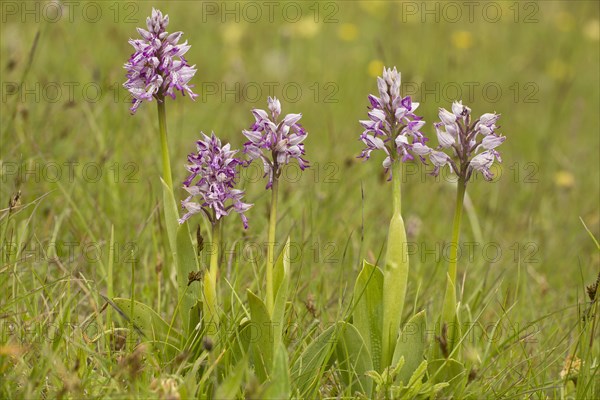 Military Orchid