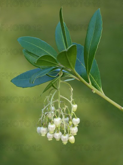 Strawberry Tree