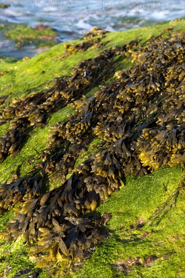 Flat Wrack