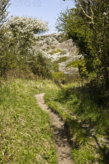 Footpath leading up a cliff with blackthorn