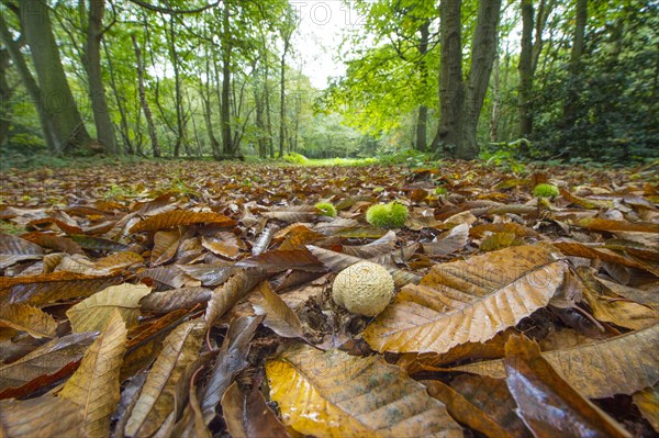 Common Earthball