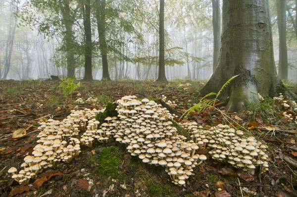 Sulphur tuft