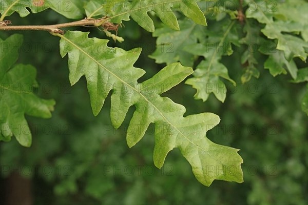 Turkey Oak