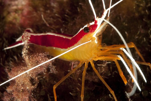 Scarlet-striped cleaning shrimp