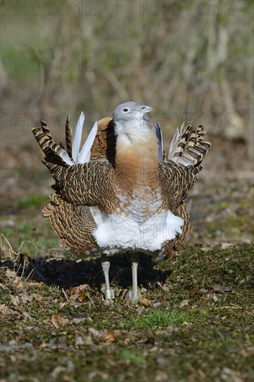 Great bustard