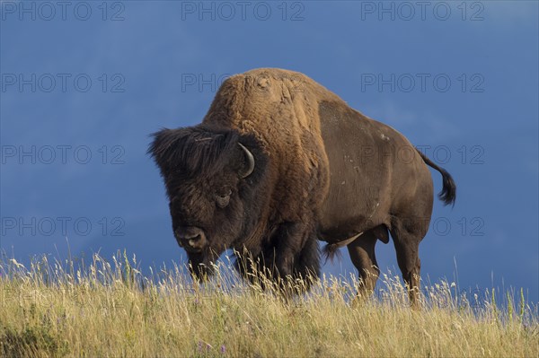 American bison