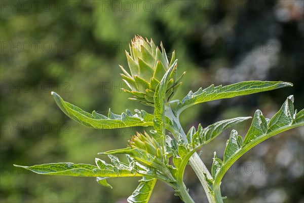 Globe artichoke