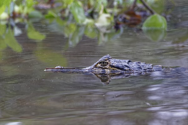 Yacare caiman