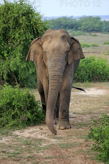 Sri lankan elephant