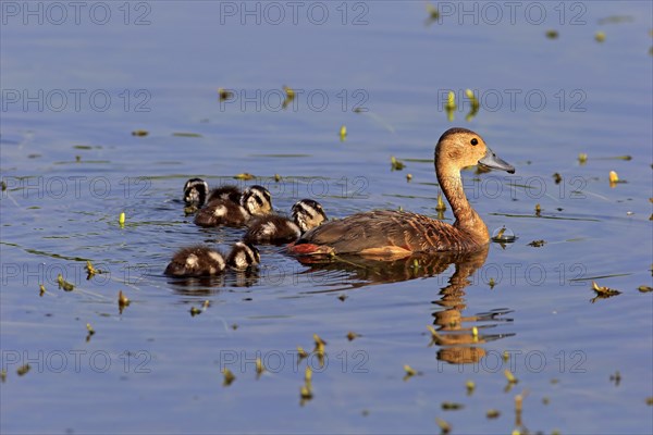 Lesser whistling duck