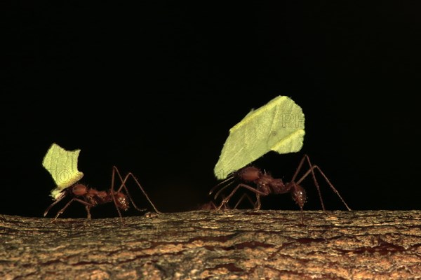 Leafcutter ant