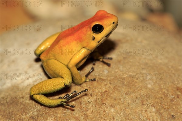 Black-legged poison dart frog