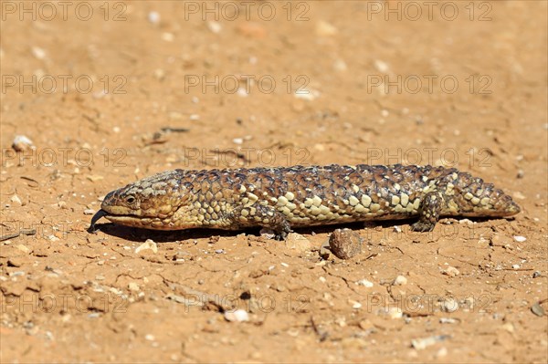 Tiliqua rugosa