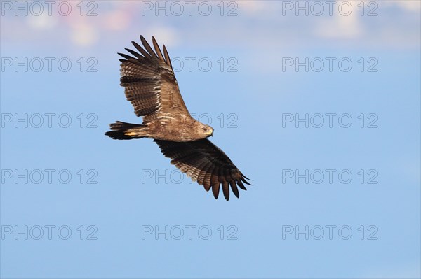 Lesser Spotted Eagle