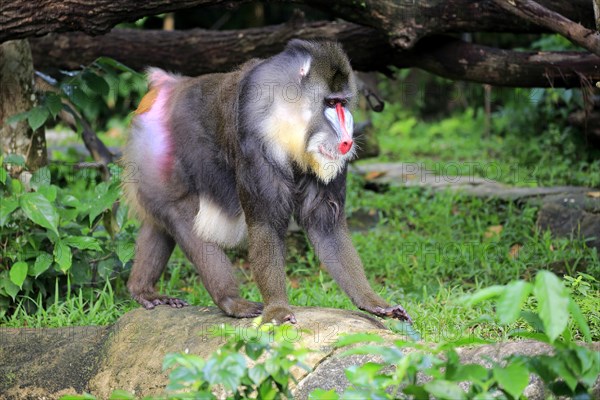 Mandrill