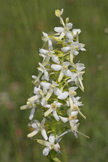 Greenish Forest Hyacinth