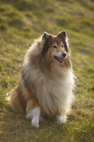 Scottish shepherd dog