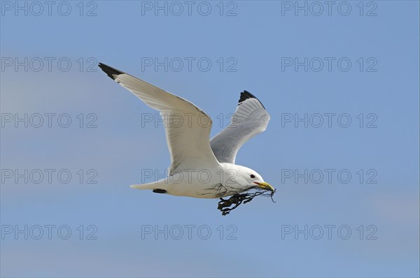 Black-legged Kittiwake