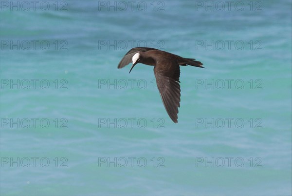 Black Noddy