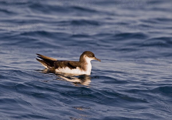 Manx Shearwater