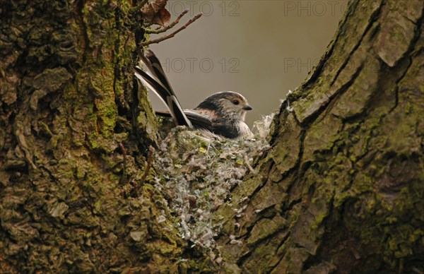 Long-tailed Tit