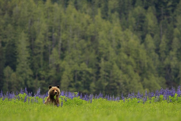 Grizzly Bear