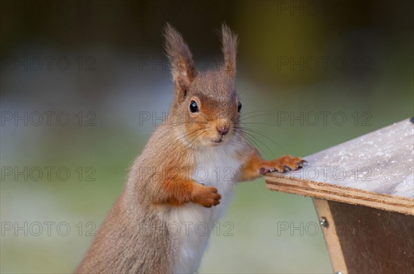 Eurasian red squirrel