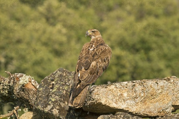 Bonelli's Eagle